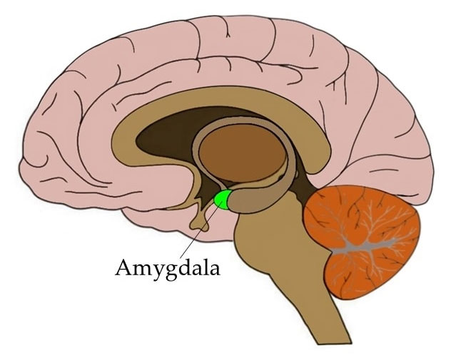 สมองส่วน อะมิกดาลา (Amygdala)