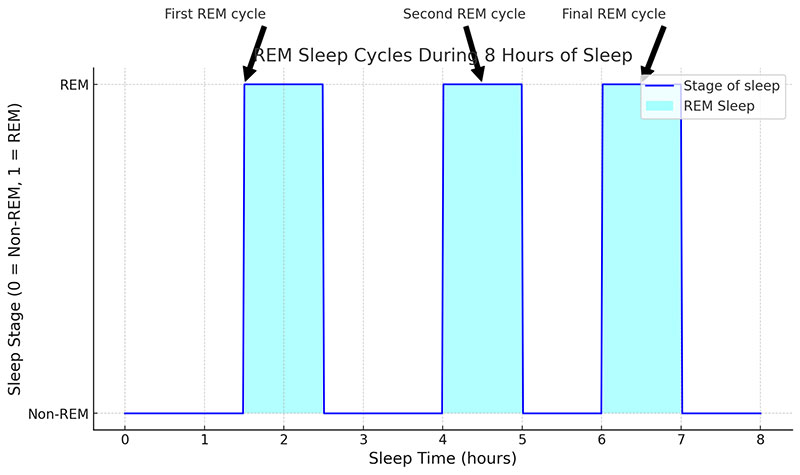 REM Sleep